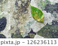 ブナの樹皮に着生する地衣類 126236113