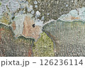 ブナの樹皮に着生する地衣類 126236114