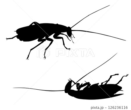 Cockroach. Pests control 126236116