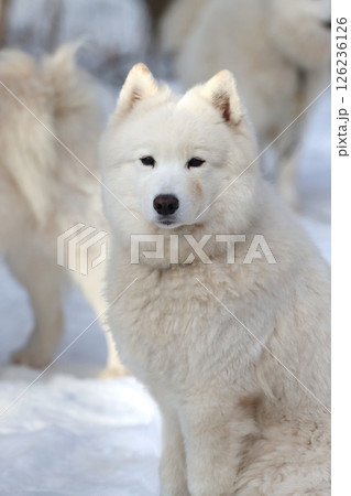 Very hairy sled samoyed dog on snow Very hairy sled samoyed dog on snow 126236126