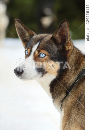 Interesting sled siberian husky dog 126236132