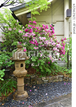 坐摩神社の庭 126236224