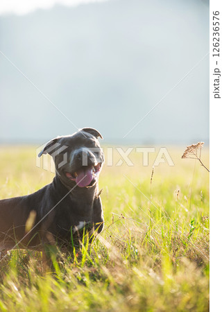 Lovely smiling grey dog posing in the green grass. Staffordshire Bull Terrier, with a delightful smile, friendly, obedient and joyful pet. Advertising banner of pet supplies, grooming, pet food Lovely smiling grey dog posing in the green grass. Staffordshire Bull Terrier, with a delightful smile, friendly, obedient and joyful pet. Advertising banner of pet supplies, grooming, pet food 126236576