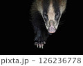 日本に生息する野生動物のニホンアナグマ 126236778