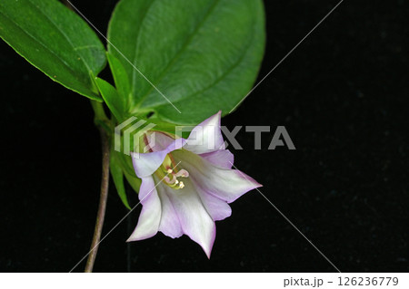 リンドウ科ツルリンドウ属のツルリンドウの花 126236779