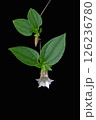 リンドウ科ツルリンドウ属のツルリンドウの花 126236780