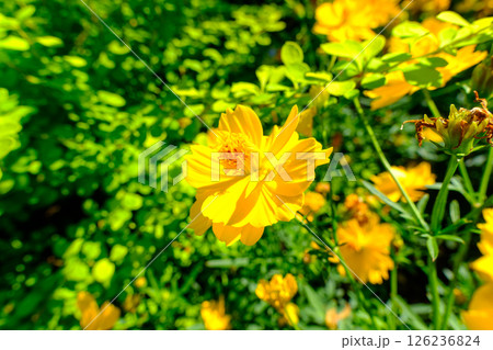 鮮やかな黄花コスモスが夏の日差しに輝く 126236824