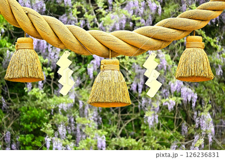 磯部神社の山藤の花　しめ縄越しに見た山藤の花 126236831