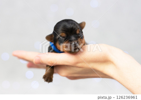 pet sleeping on human hand, portrait of newborn black yorkshire terrier puppy, dog is man's best friend, purebred puppy, veterinary medicine concept, pet care, pet products, advertising banner pet sleeping on human hand, portrait of newborn black yorkshire terrier puppy, dog is man's best friend, purebred puppy, veterinary medicine concept, pet care, pet products, advertising banner 126236961
