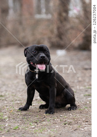 A black dog sits happily on a path outdoors on a cloudy day. A black dog sits happily on a path outdoors on a cloudy day. 126237084