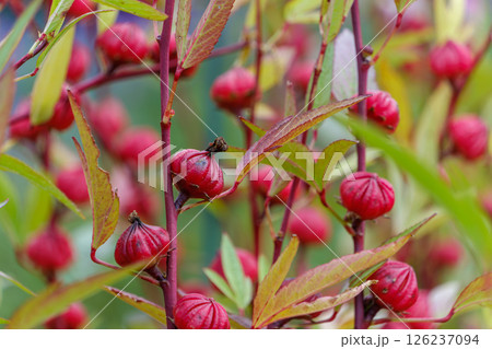 赤いローゼルの実が鮮やかに実る季節 126237094