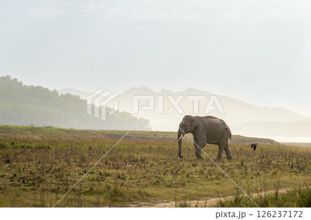 wild aggressive adult asian elephant or Elephas maximus indicus in dhikala grassland near ramganga reservoir water in hot summer season safari jim corbett national park forest uttarakhand india asia 126237172