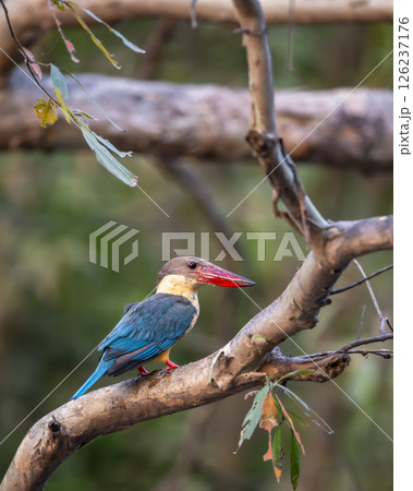 stork billed kingfisher or tree kingfisher Pelargopsis capensis bird perch in natural green background during summer season safari at jim corbett national park forest tiger reserve uttarakhand india 126237176