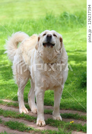 Large hungarian kuvasz dog in spring Large hungarian kuvasz dog in spring 126237394