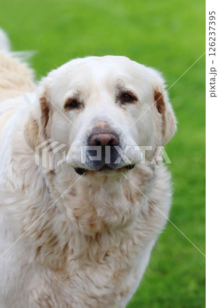 Large hungarian kuvasz dog in spring 126237395