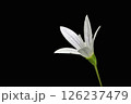 キキョウ科のタニギキョウの小さくて白い花 126237479