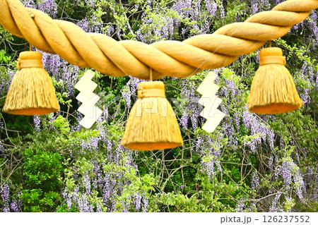 磯部神社の山藤の花　しめ縄越しに見た山藤の花 126237552