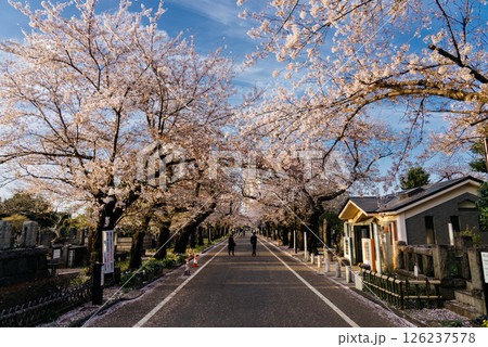 谷根千さんぽ 桜の並木道 谷中霊園 谷根千さんぽ 桜の並木道 谷中霊園 126237578