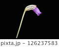 ハマウツボ科のナンバンギセルの花 126237583