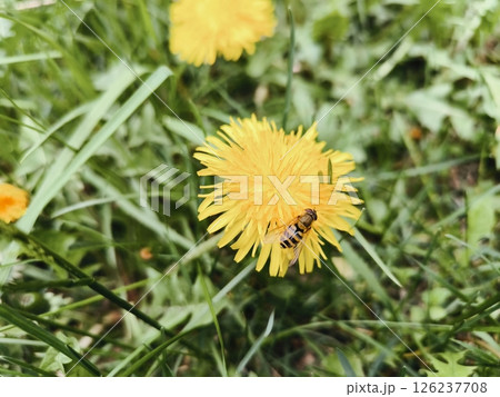 A bee collects pollen and pollen for honey on a yellow dandelion flower. bee fly on a yellow dandelion A bee collects pollen and pollen for honey on a yellow dandelion flower. bee fly on a yellow dandelion 126237708