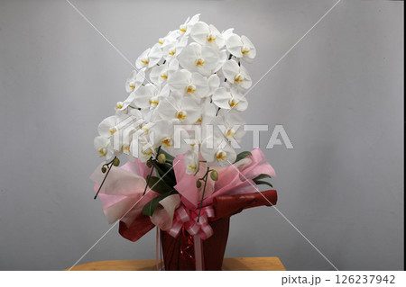 胡蝶蘭 スタジオ撮影 胡蝶蘭 スタジオ撮影 126237942