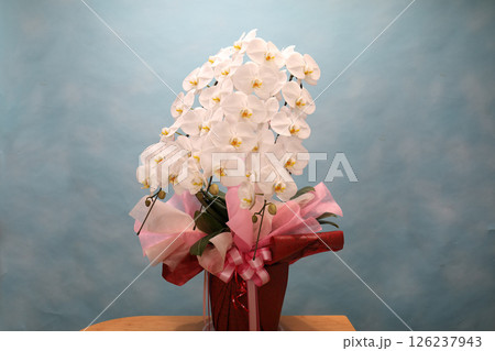 胡蝶蘭　スタジオ撮影 126237943