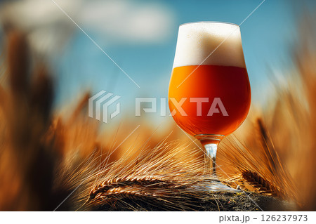 Glass of Amber Beer on Wheat Field Background for Beer Festival and Brewery Concept 126237973