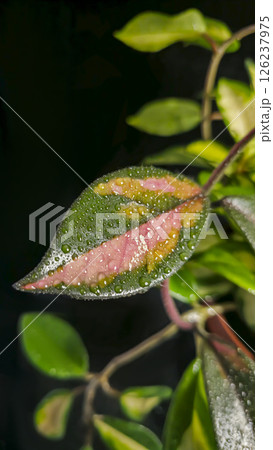 Decorative indoor plants hoya. Interior design of the room. Large colored leaves Decorative indoor plants hoya. Interior design of the room. Large colored leaves 126237975