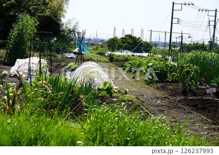 農園 農園 126237993