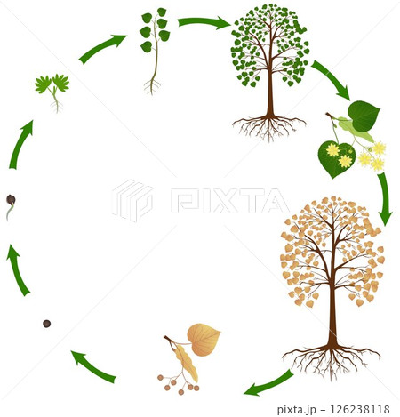 Life cycle of linden tree on a white background. Life cycle of linden tree on a white background. 126238118