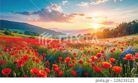 青空の下の赤いポピーのお花畑の風景 青空の下の赤いポピーのお花畑の風景 126238125