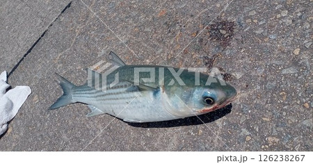 釣られて地面に横たわるボラ 釣られて地面に横たわるボラ 126238267