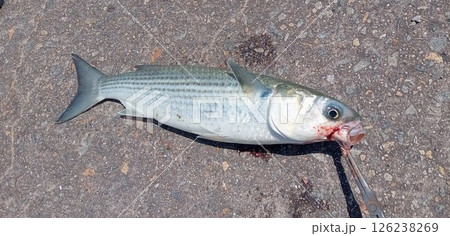 釣ったボラをペンチでつかんでいる 126238269