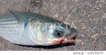 釣りたてのボラの顔 釣りたてのボラの顔 126238273