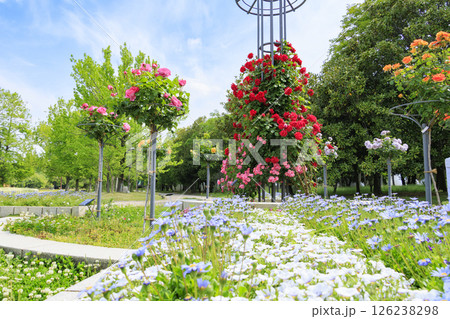 長居植物園　満開のバラ園 126238298