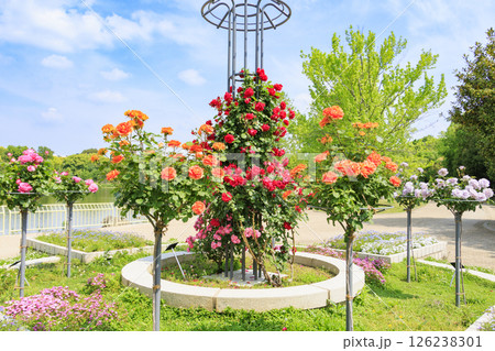 長居植物園　満開のバラ園 126238301