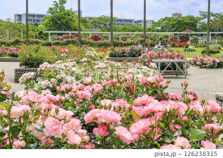 長居植物園 満開のバラ園 長居植物園 満開のバラ園 126238315