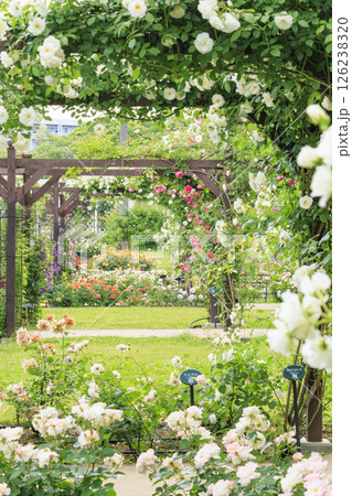 長居植物園　満開のバラ園 126238320