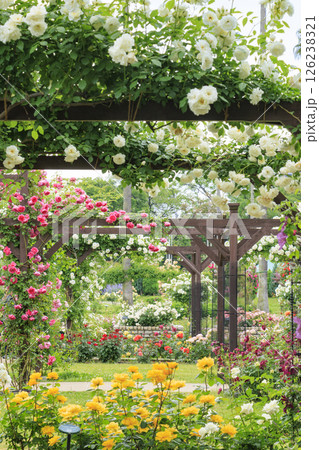 長居植物園 満開のバラ園 長居植物園 満開のバラ園 126238321