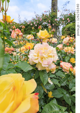 長居植物園 満開のバラ園 長居植物園 満開のバラ園 126238340