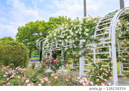 長居植物園　満開のバラ園 126238354