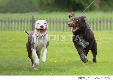 Two funny dogs playing with each other Two funny dogs playing with each other 126238369