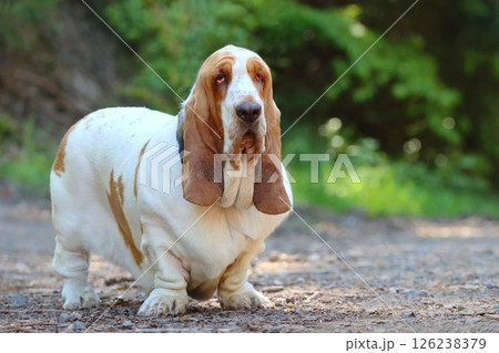 Very interesting hunting basset hound 126238379