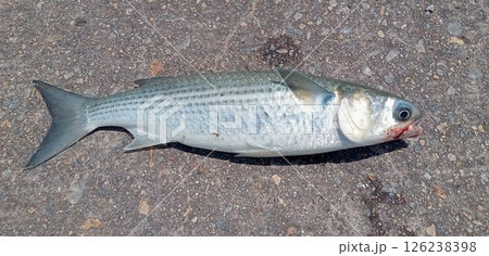 釣ったボラを真横から見た 釣ったボラを真横から見た 126238398