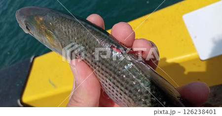 コノシロに釣り針を刺してこれから泳がせ釣りをする コノシロに釣り針を刺してこれから泳がせ釣りをする 126238401