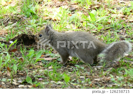 地面に隠した木の実を捜して食べているニホンリス 126238715