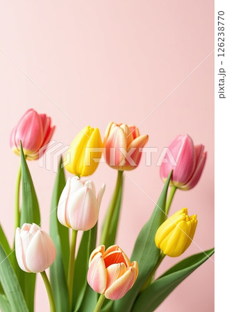 Colorful tulips in various shades create a vibrant floral arrangement against a soft pink background Colorful tulips in various shades create a vibrant floral arrangement against a soft pink background 126238770