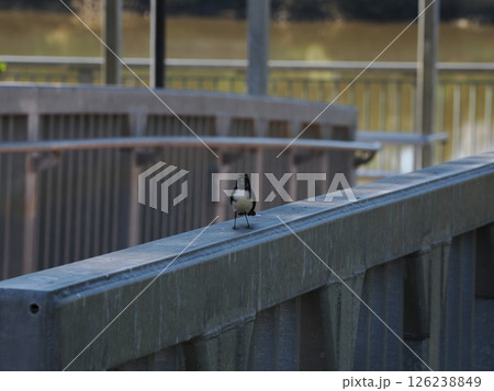橋の欄干を闊歩するウィリーワグテイル ロックハンプトン オーストラリア 橋の欄干を闊歩するウィリーワグテイル ロックハンプトン オーストラリア 126238849
