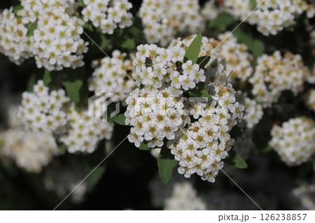 春の庭に咲く白いコデマリの花 126238857