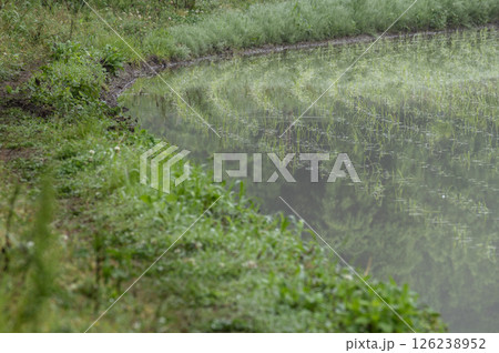 田植えを終えた水田に映る緑 田植えを終えた水田に映る緑 126238952
